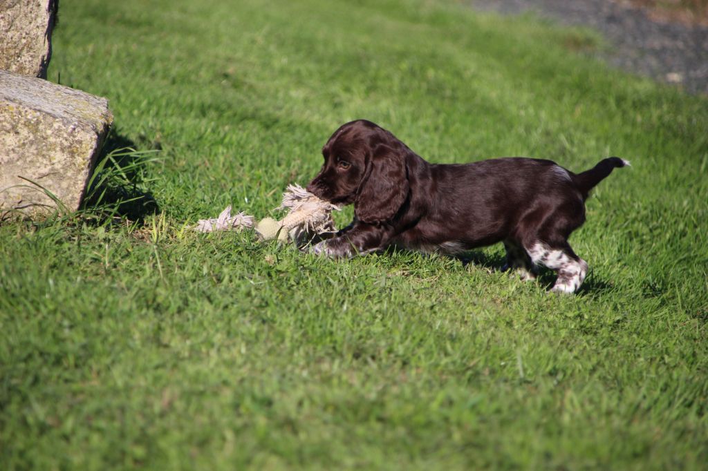 Des sources sacrees - Chiots disponibles - Chien d'Oysel allemand