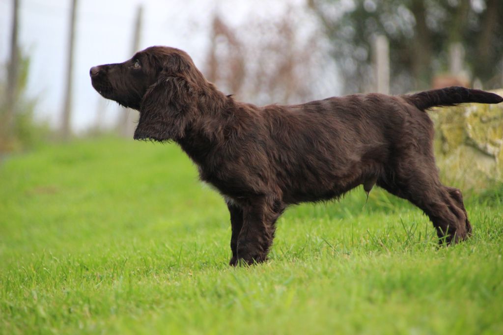 Des sources sacrees - Chiots disponibles - Chien d'Oysel allemand