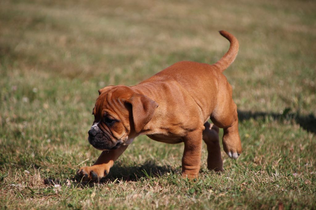 Des sources sacrees - Chiots disponibles - Bulldog continental