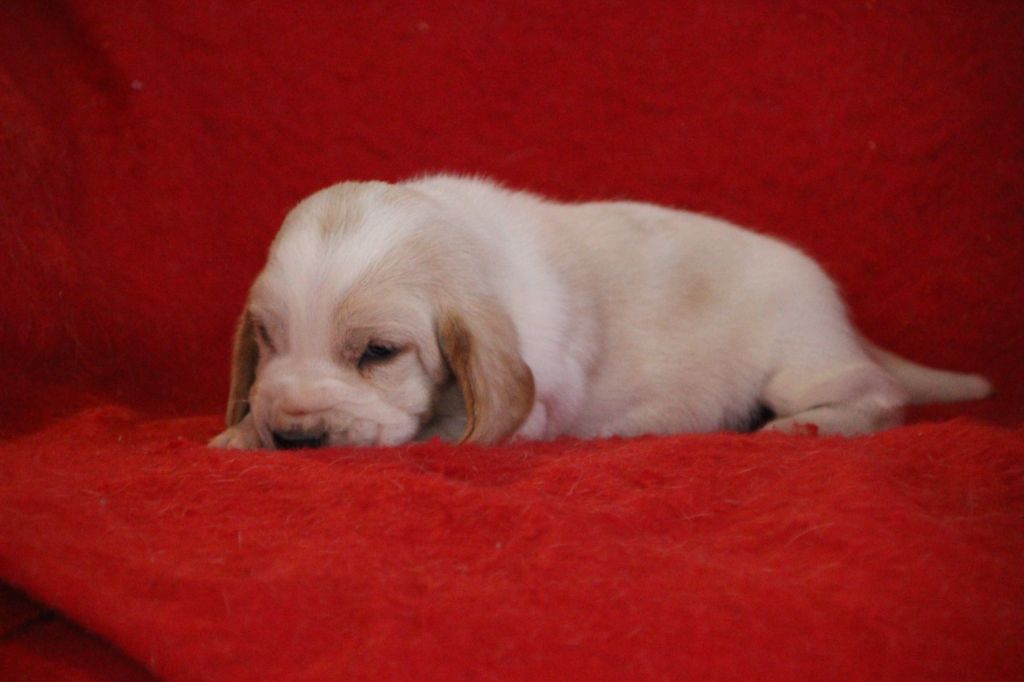 Des sources sacrees - Chiots disponibles - Basset Hound