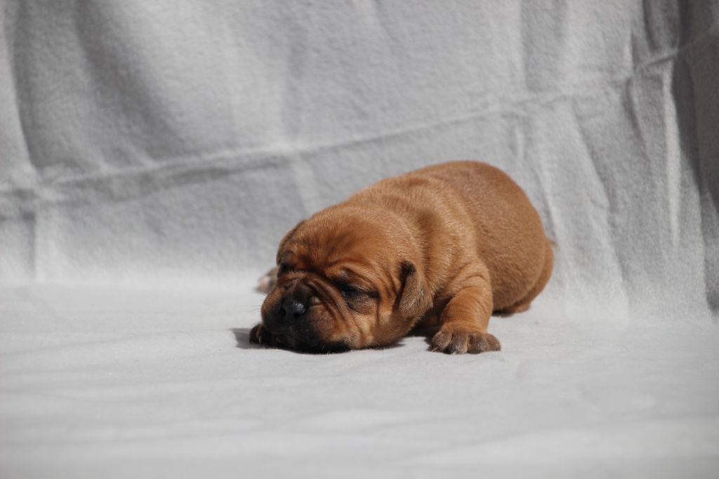 Des sources sacrees - Chiots disponibles - Bulldog continental