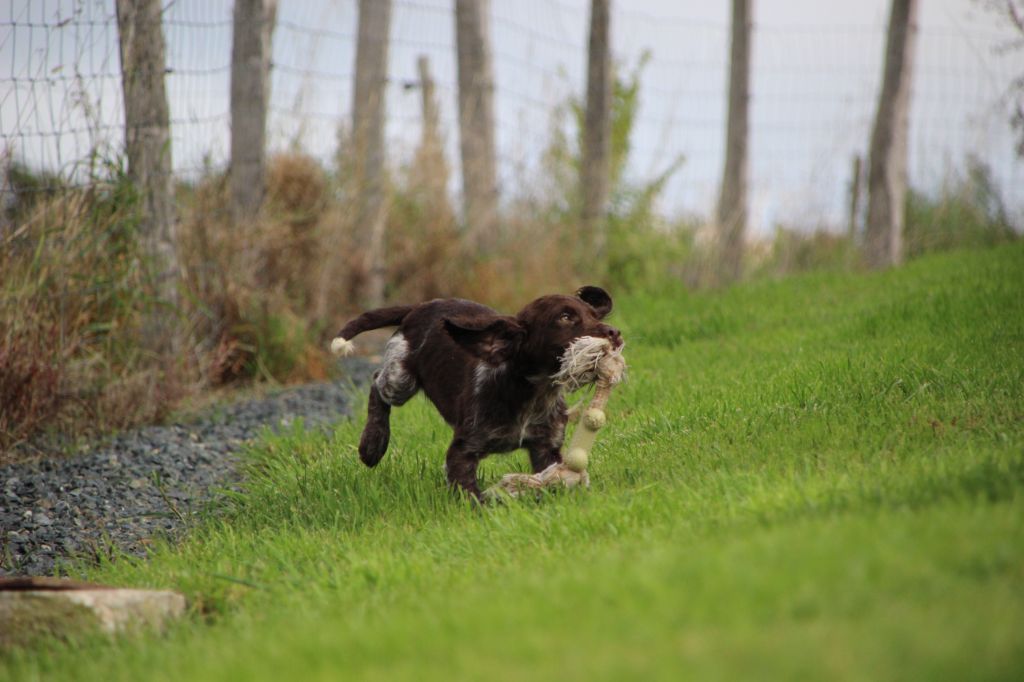Des sources sacrees - Chiots disponibles - Chien d'Oysel allemand