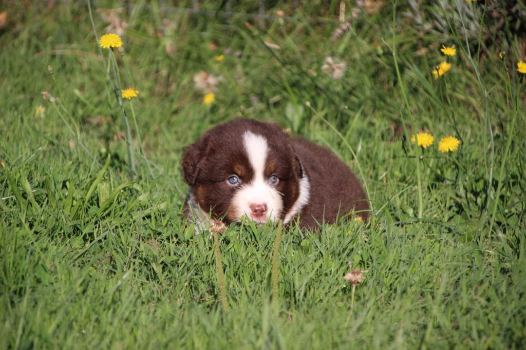 Des sources sacrees - Chiots disponibles - Berger Américain Miniature 