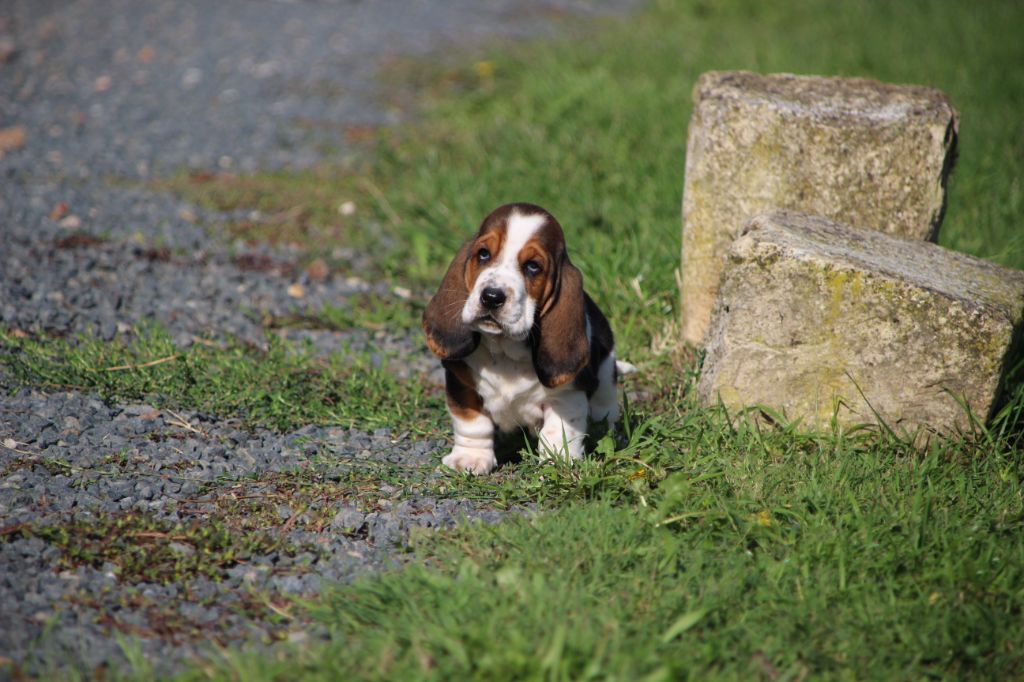 Des sources sacrees - Chiots disponibles - Basset Hound