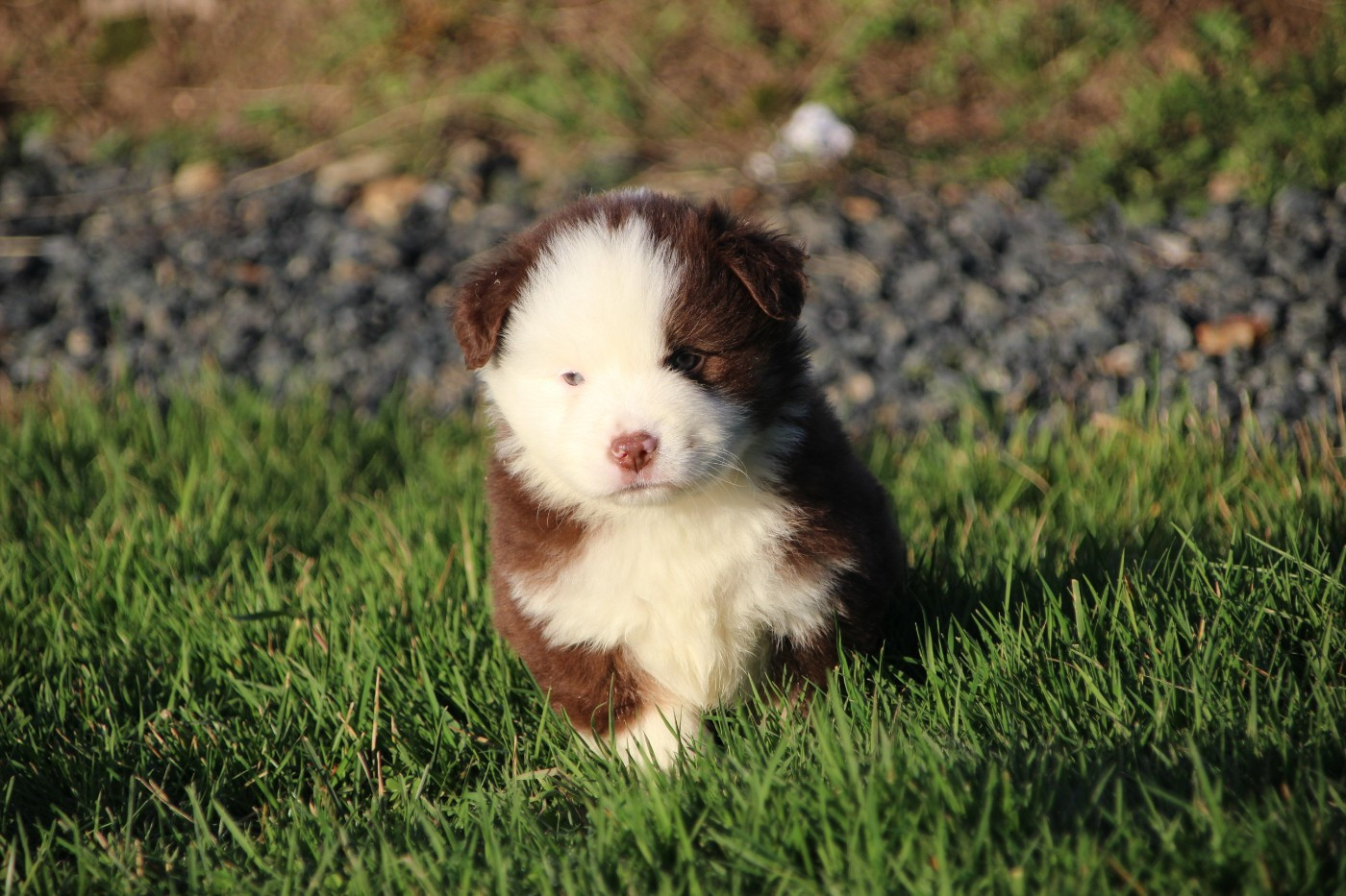 Des sources sacrees - Chiots disponibles - Berger Américain Miniature 