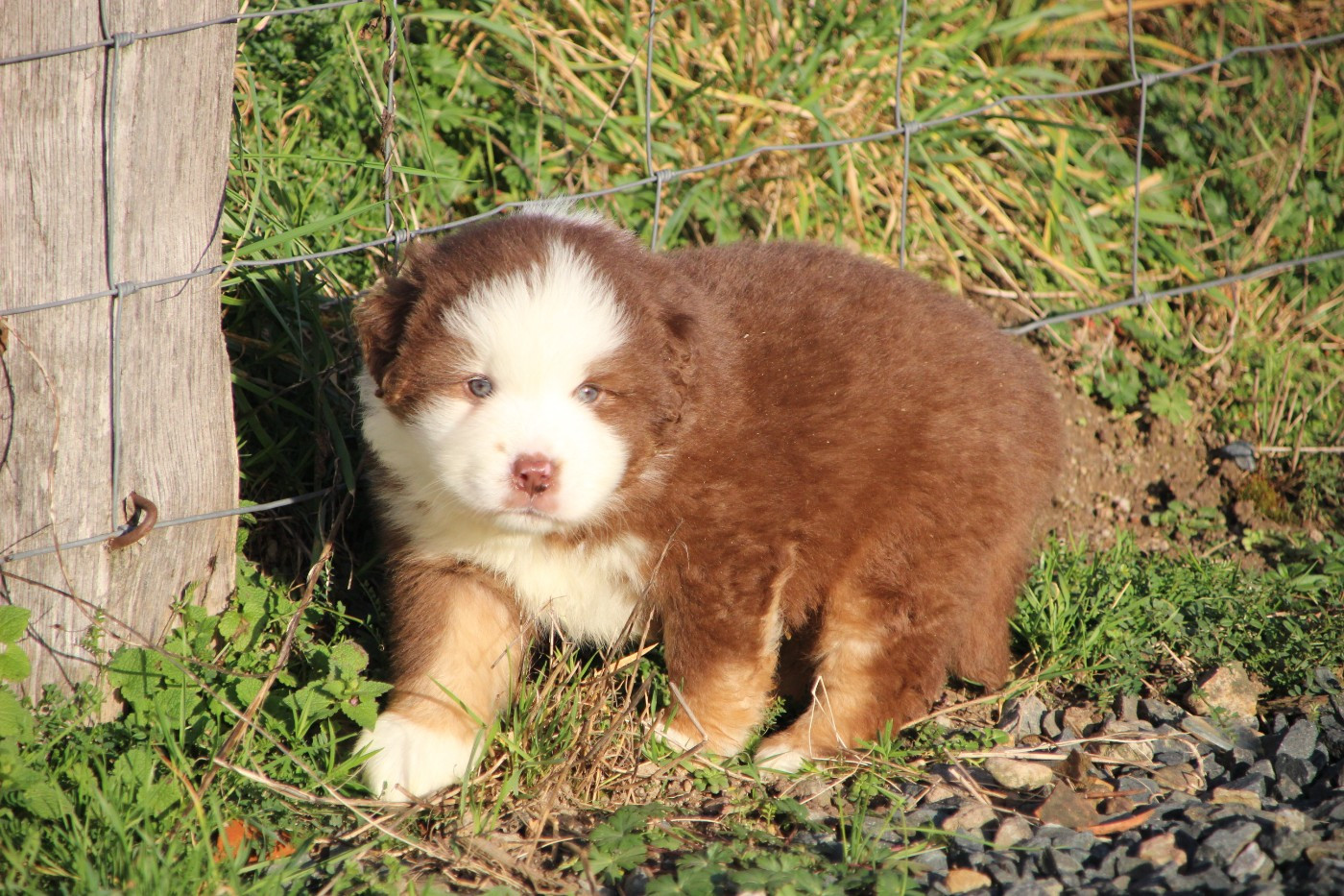 Des sources sacrees - Chiots disponibles - Berger Américain Miniature 