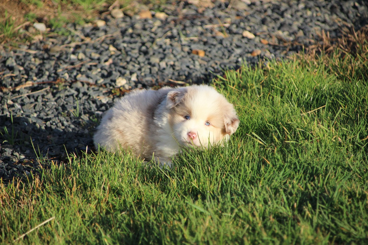 Des sources sacrees - Chiots disponibles - Berger Américain Miniature 