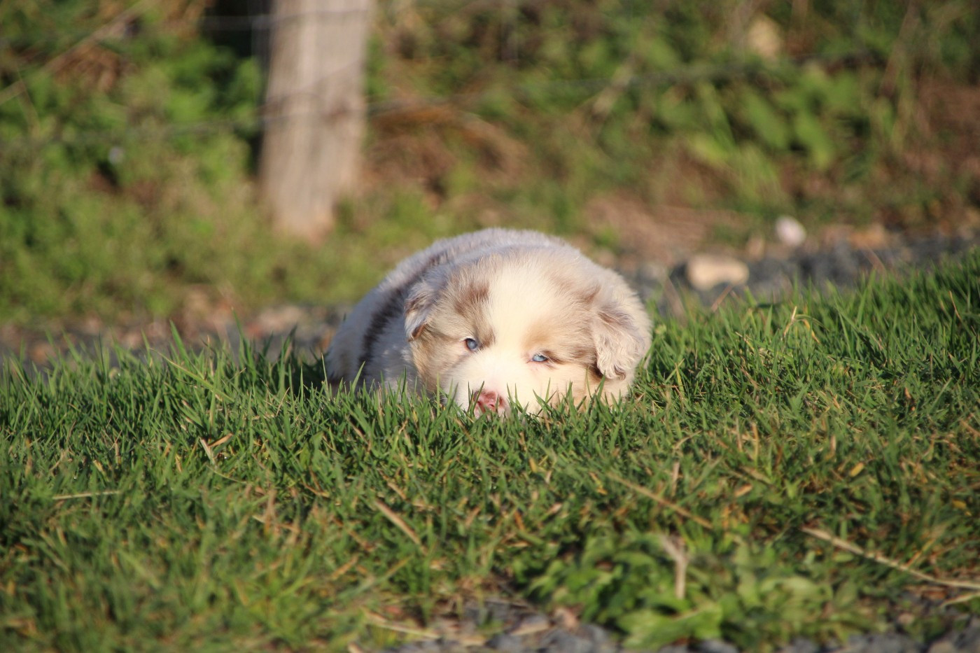 Des sources sacrees - Chiots disponibles - Berger Américain Miniature 