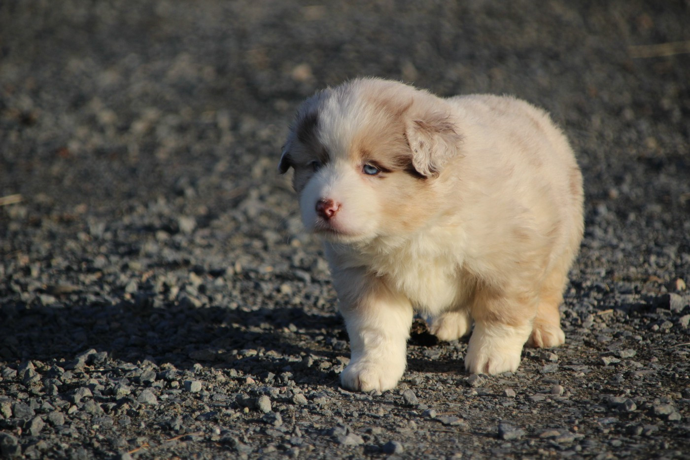 Chiot Berger Américain Miniature  Des sources sacrees