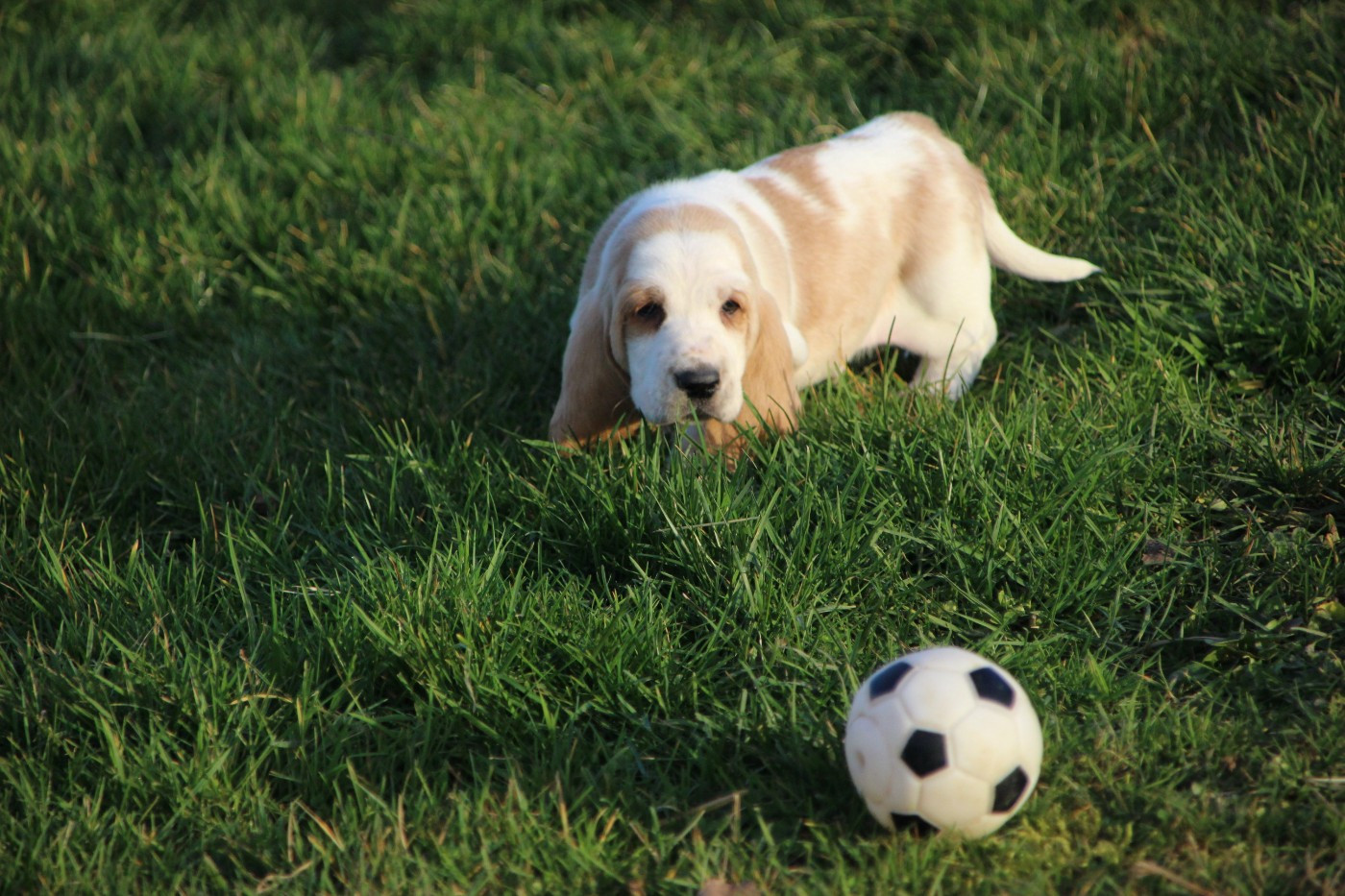 Des sources sacrees - Chiots disponibles - Basset Hound