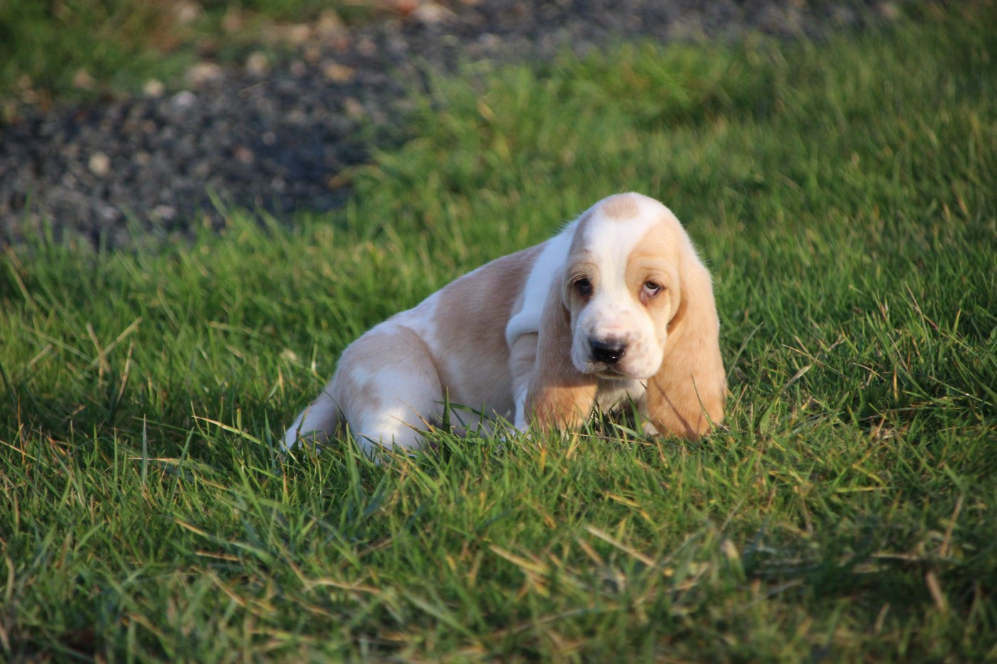 Des sources sacrees - Chiots disponibles - Basset Hound