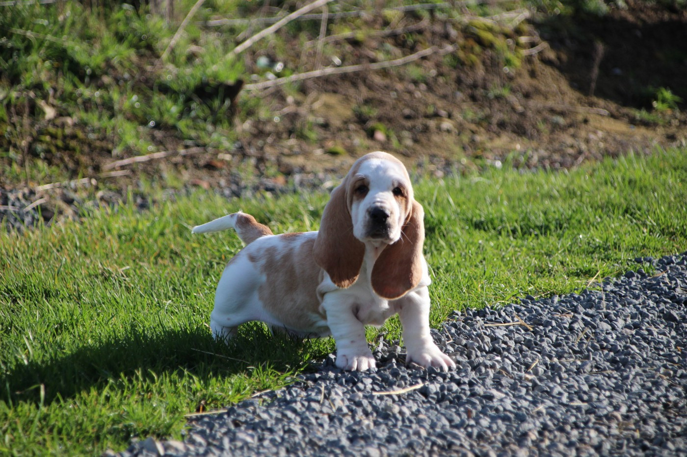 Des sources sacrees - Chiots disponibles - Basset Hound