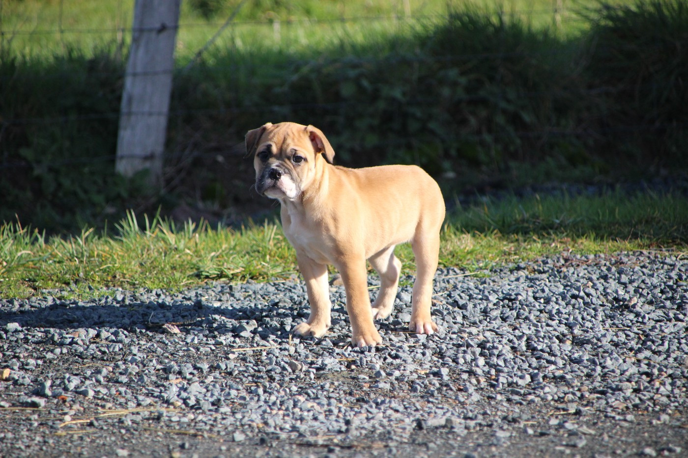 Des sources sacrees - Chiots disponibles - Bulldog continental
