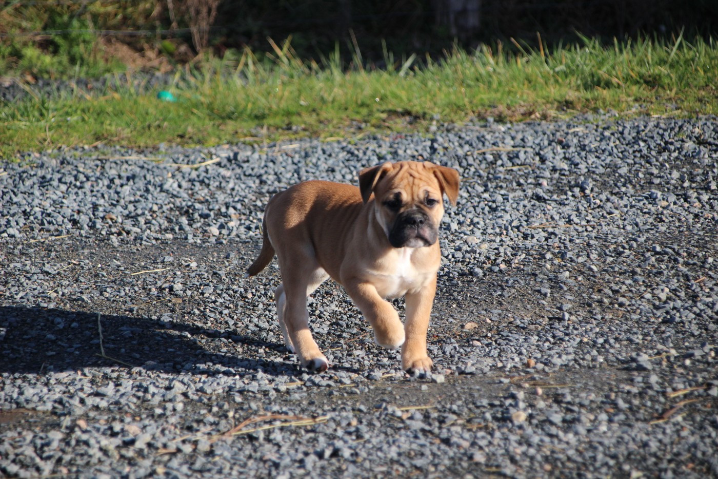 Des sources sacrees - Chiots disponibles - Bulldog continental