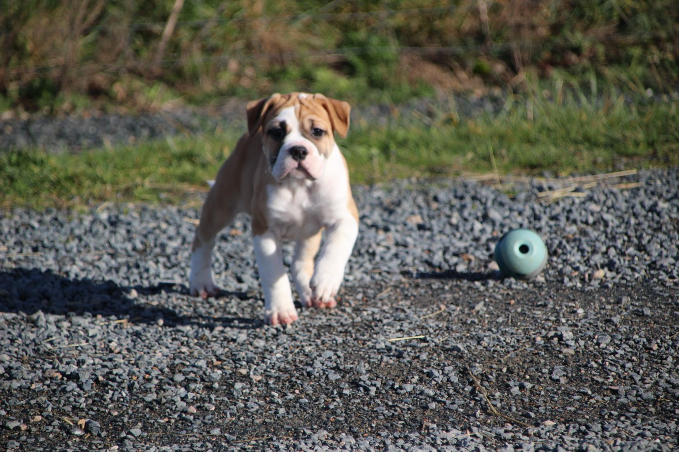 Des sources sacrees - Chiots disponibles - Bulldog continental