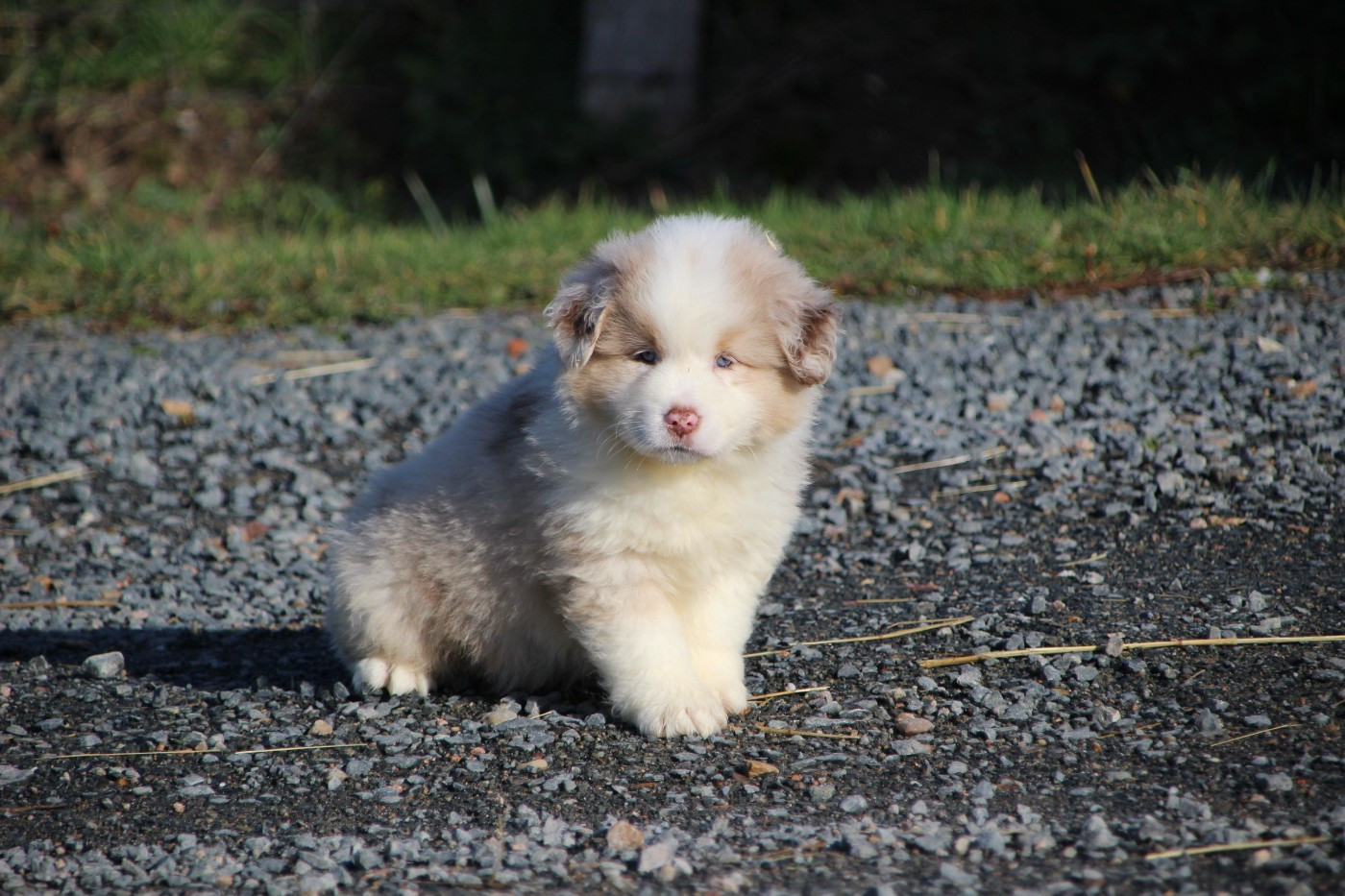Des sources sacrees - Chiots disponibles - Berger Américain Miniature 