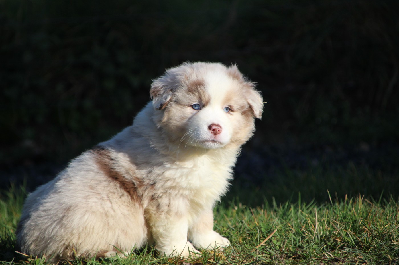 Des sources sacrees - Chiots disponibles - Berger Américain Miniature 