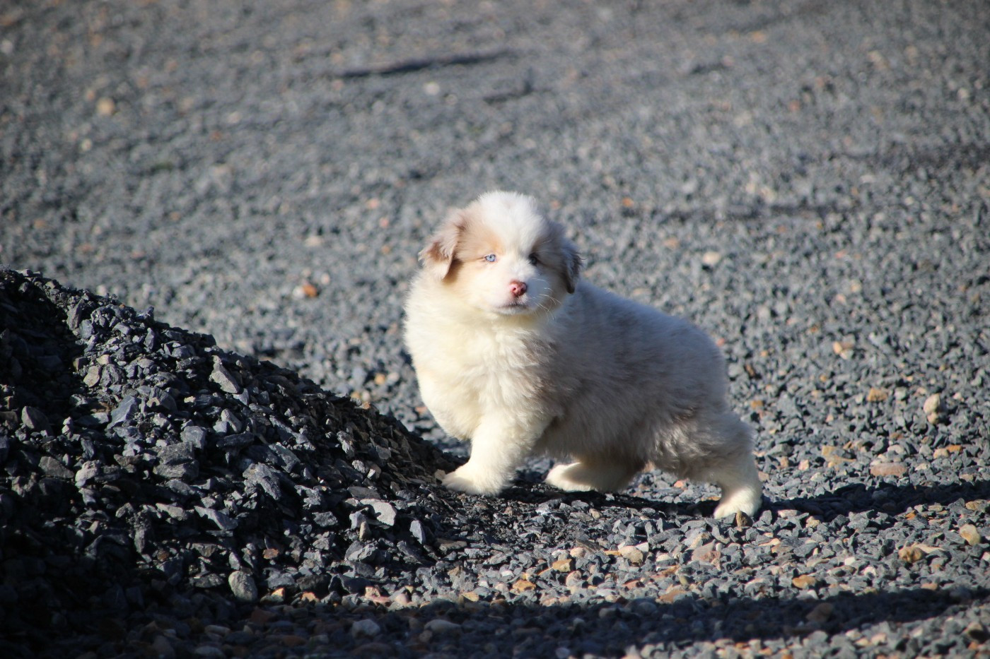 Chiot Berger Américain Miniature  Des sources sacrees