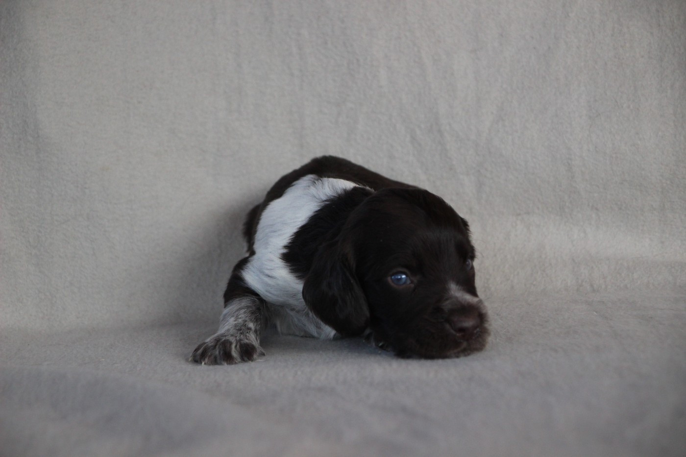 Des sources sacrees - Chiots disponibles - Chien d'Oysel allemand