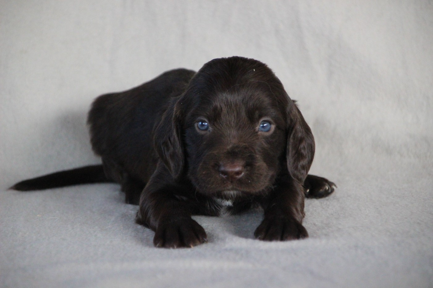 Des sources sacrees - Chiots disponibles - Chien d'Oysel allemand