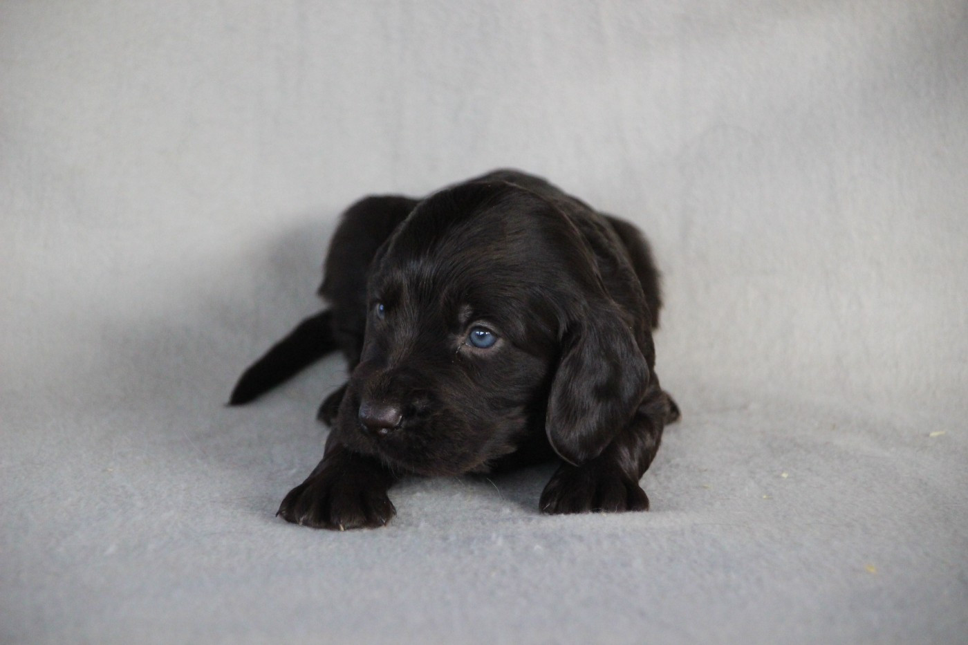 Des sources sacrees - Chiots disponibles - Chien d'Oysel allemand