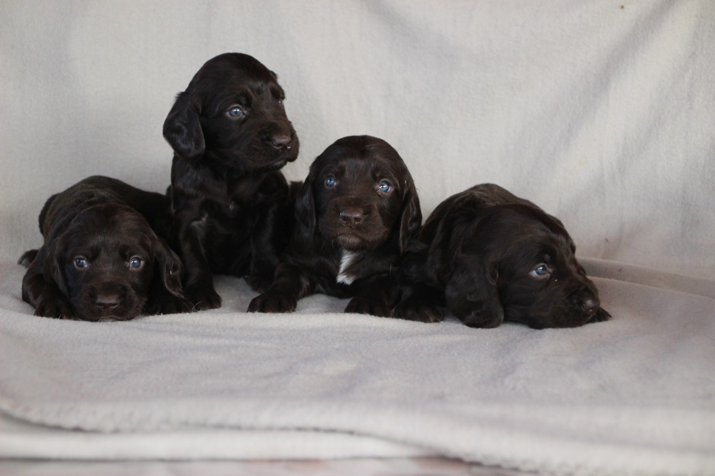 Chiot Chien d'Oysel allemand Des sources sacrees