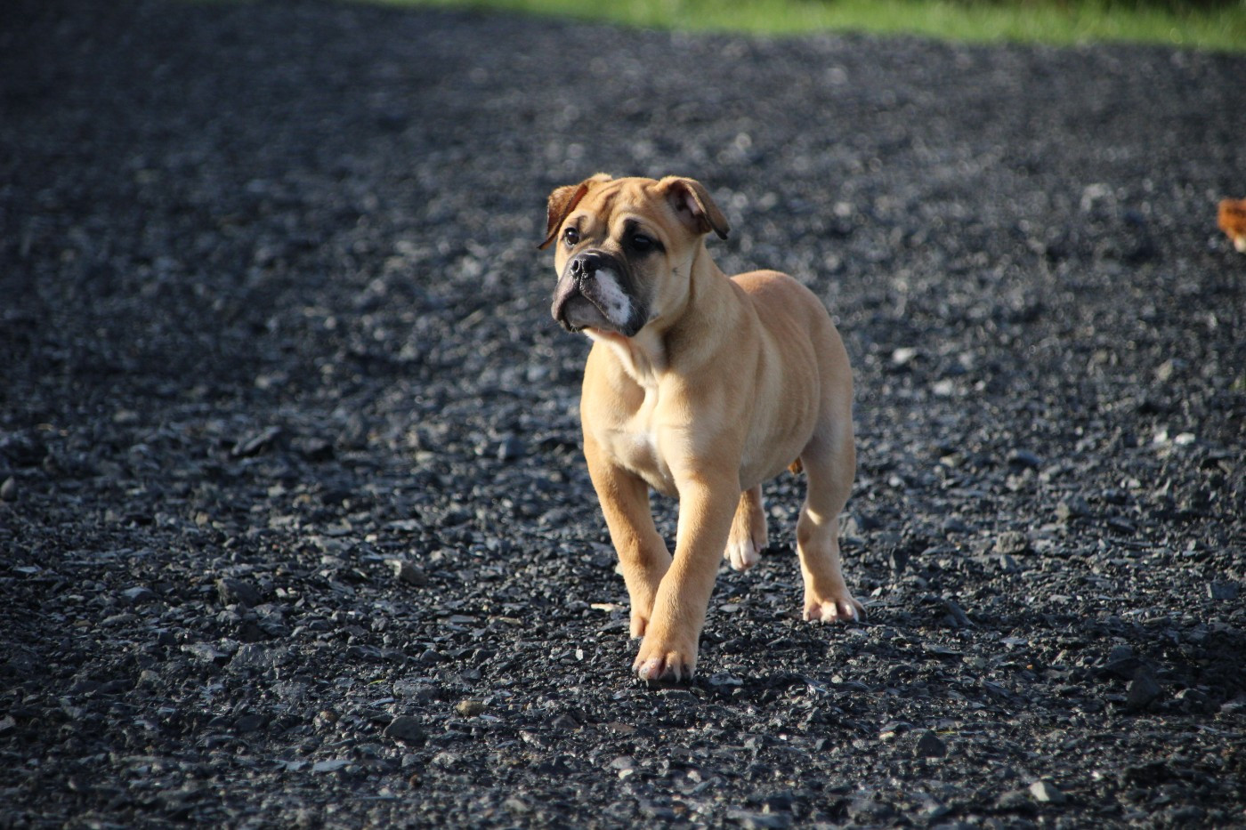 Des sources sacrees - Chiots disponibles - Bulldog continental
