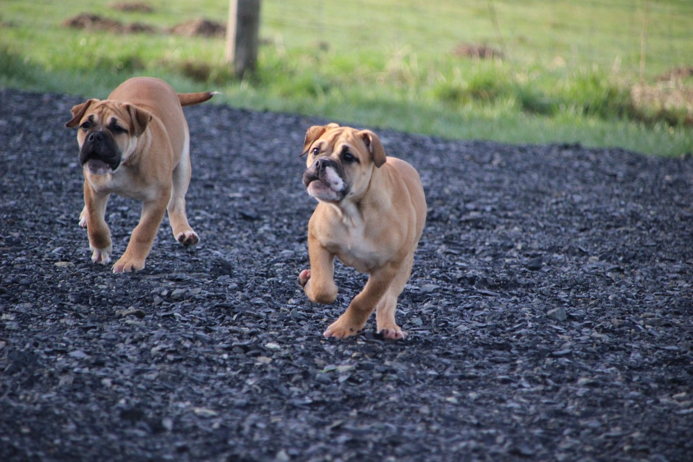 Des sources sacrees - Bulldog continental - Portée née le 01/12/2025