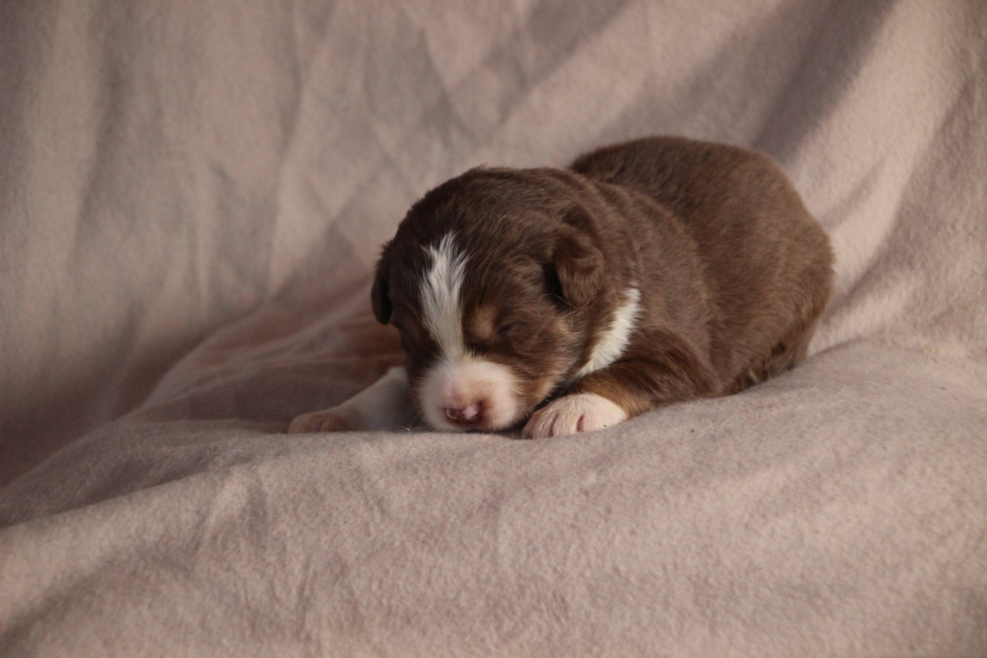 Des sources sacrees - Chiots disponibles - Berger Américain Miniature 