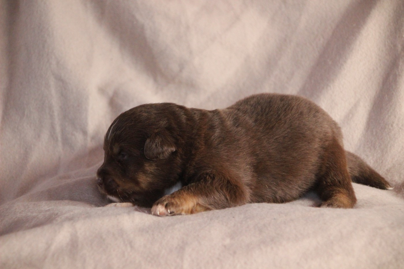 Des sources sacrees - Chiots disponibles - Berger Américain Miniature 