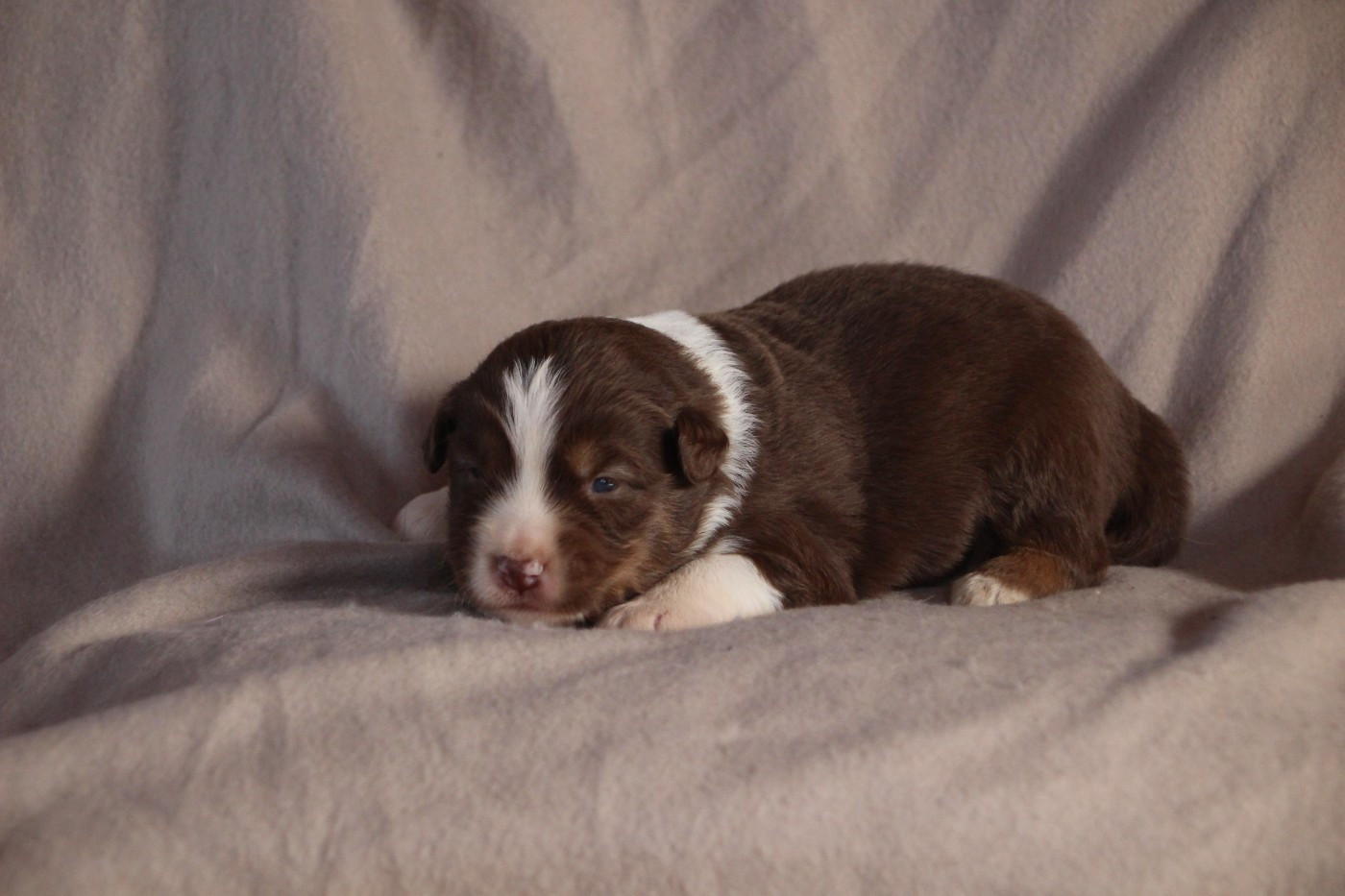 Des sources sacrees - Chiots disponibles - Berger Américain Miniature 