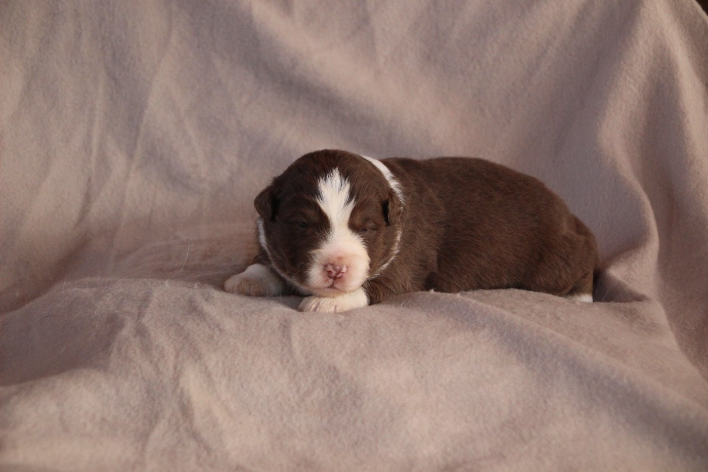 Des sources sacrees - Chiots disponibles - Berger Américain Miniature 