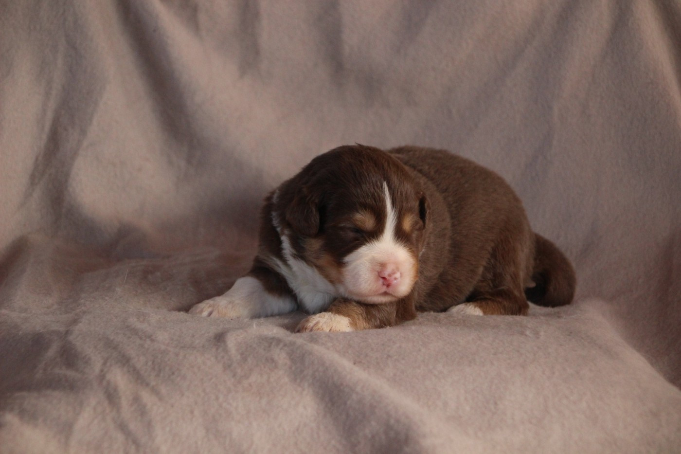 Des sources sacrees - Chiots disponibles - Berger Américain Miniature 