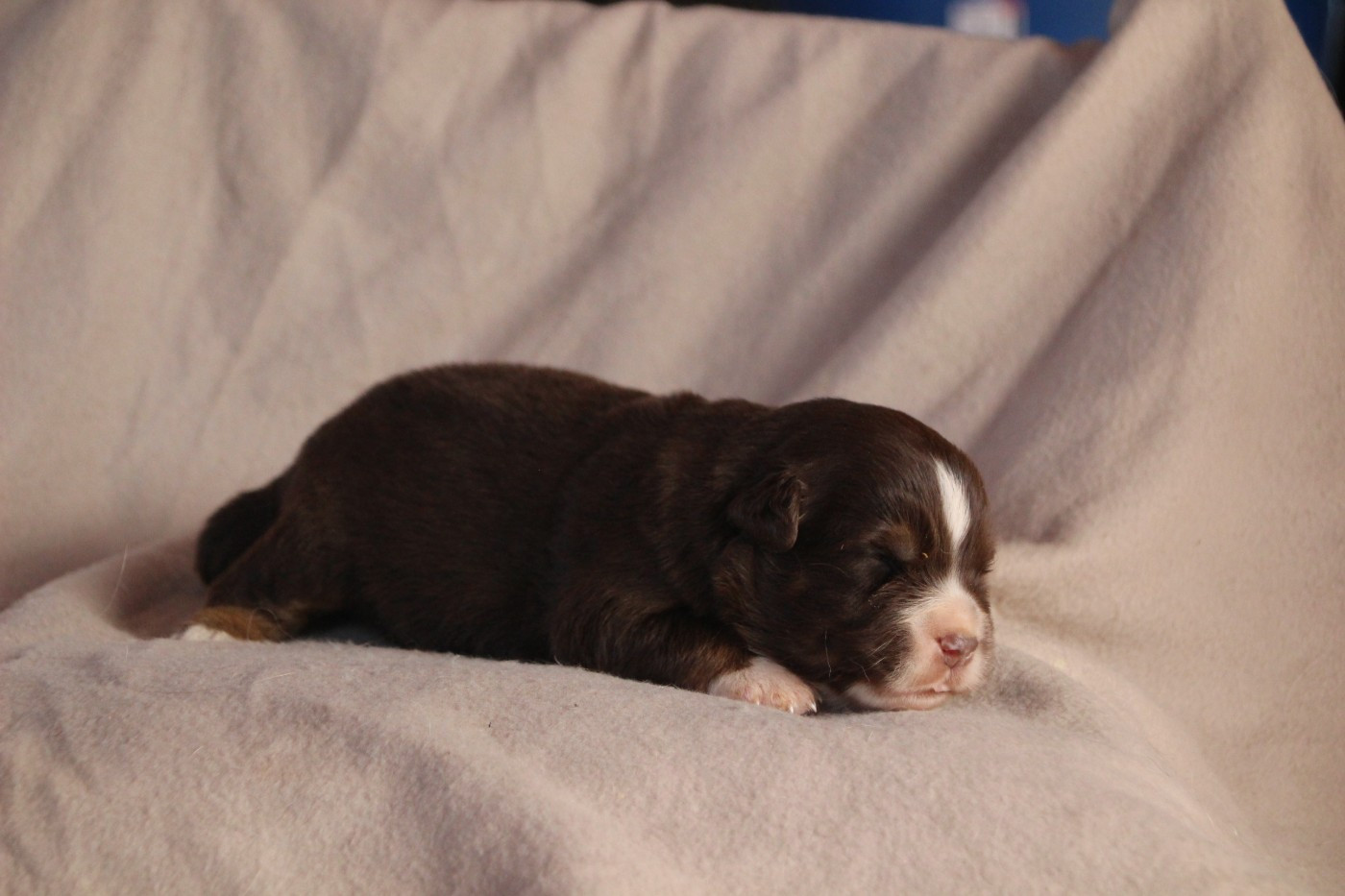 Des sources sacrees - Chiots disponibles - Berger Américain Miniature 