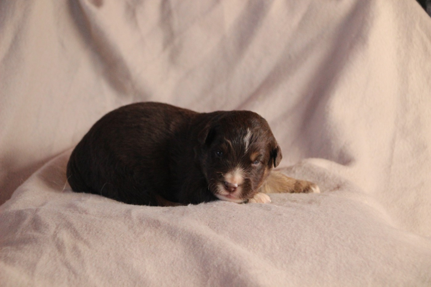 Des sources sacrees - Chiots disponibles - Berger Américain Miniature 