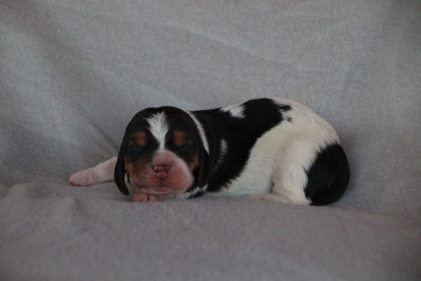 Des sources sacrees - Chiots disponibles - Basset Hound