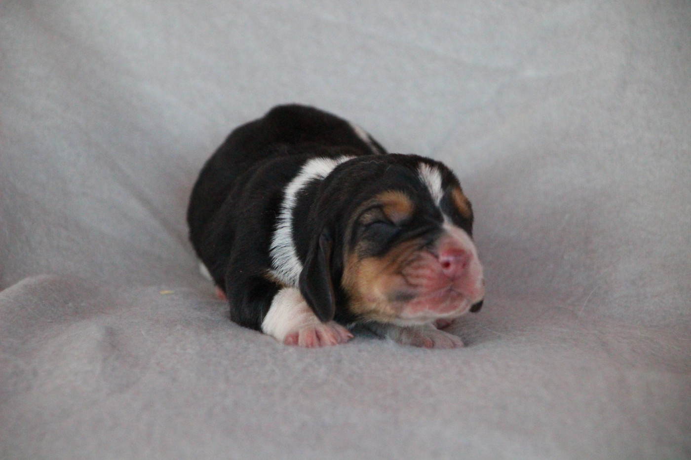 Des sources sacrees - Chiots disponibles - Basset Hound