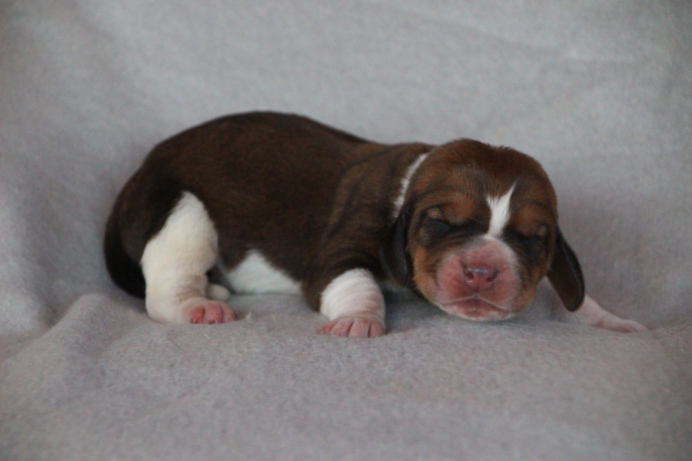 Des sources sacrees - Chiots disponibles - Basset Hound