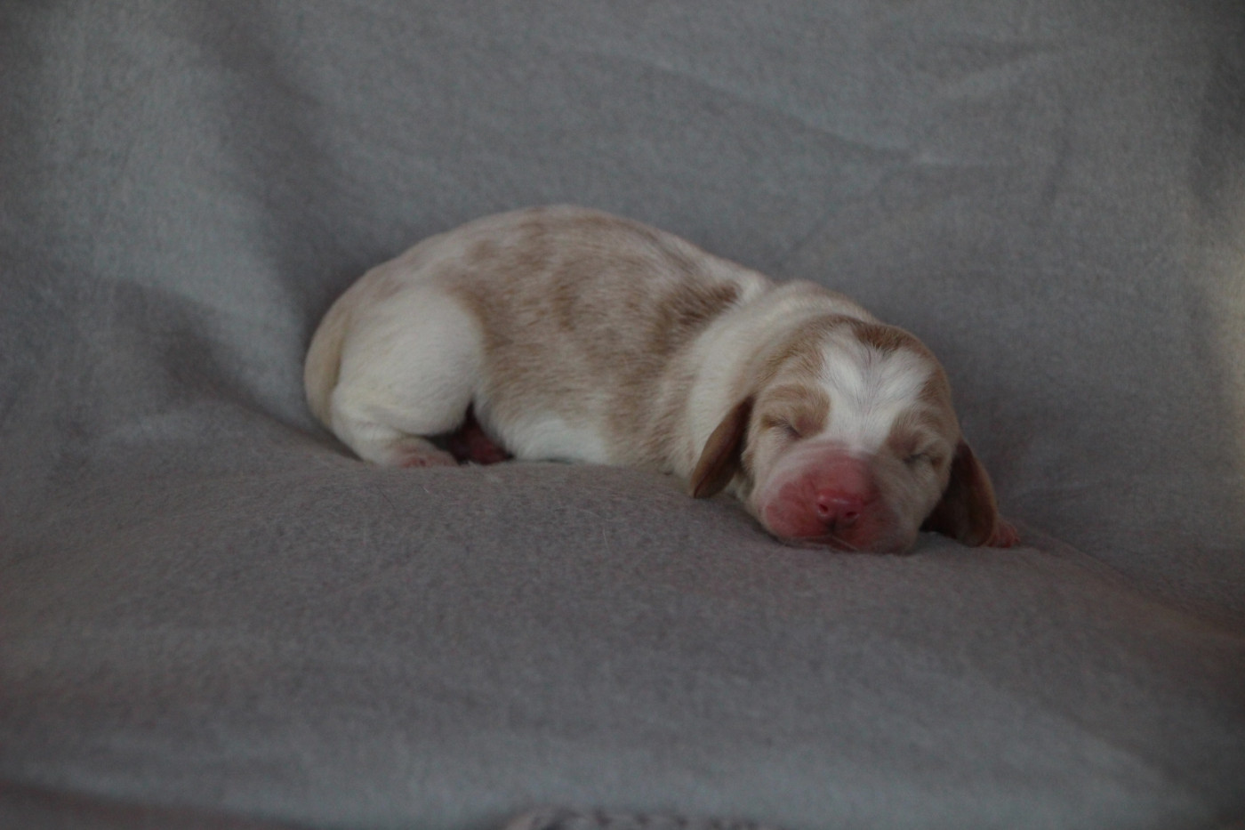 Des sources sacrees - Chiots disponibles - Basset Hound