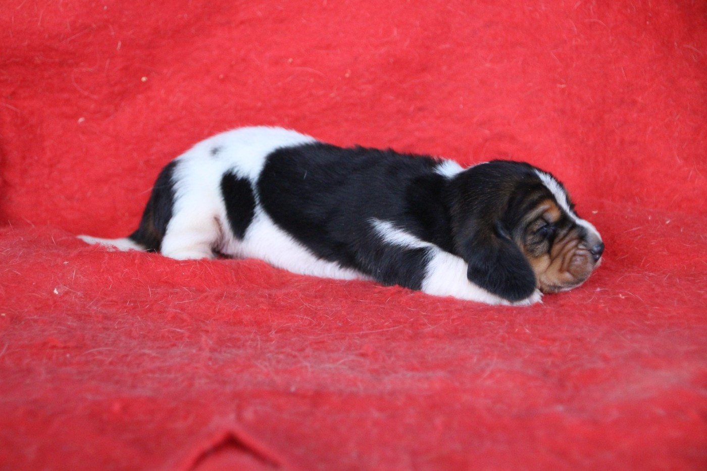 Des sources sacrees - Chiots disponibles - Basset Hound