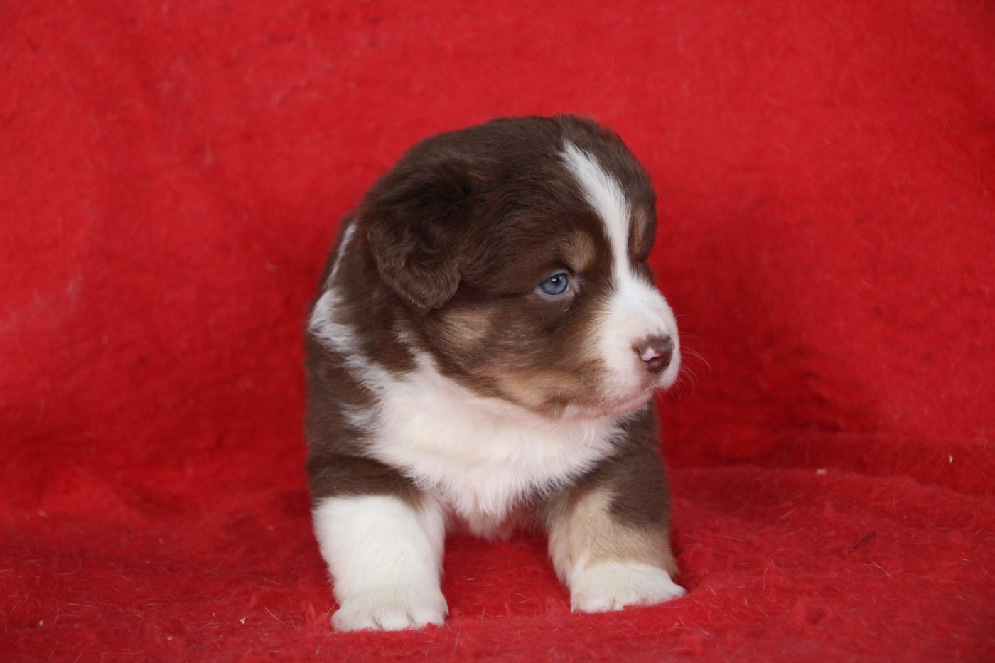 Des sources sacrees - Chiots disponibles - Berger Américain Miniature 