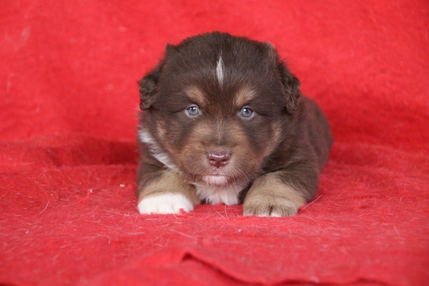 Des sources sacrees - Chiots disponibles - Berger Américain Miniature 