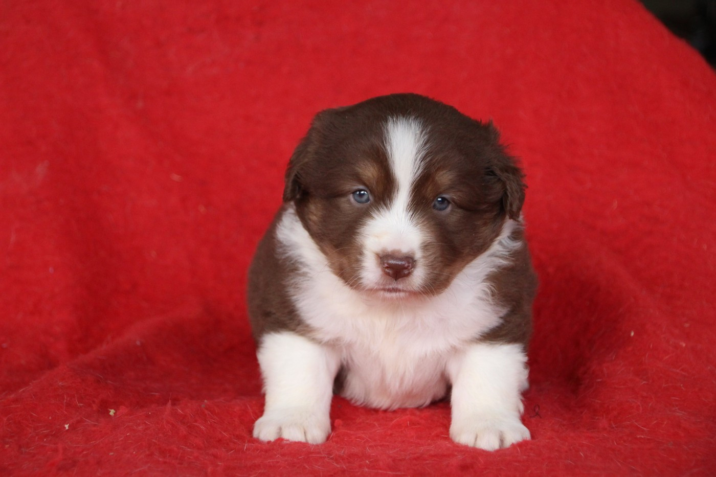 Des sources sacrees - Chiots disponibles - Berger Américain Miniature 