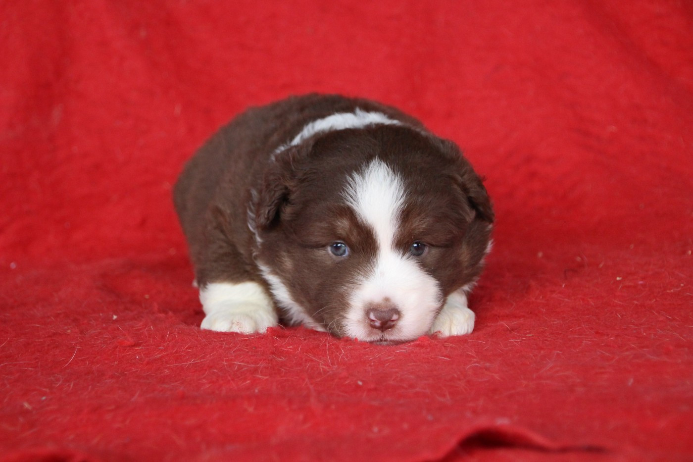 Des sources sacrees - Chiots disponibles - Berger Américain Miniature 