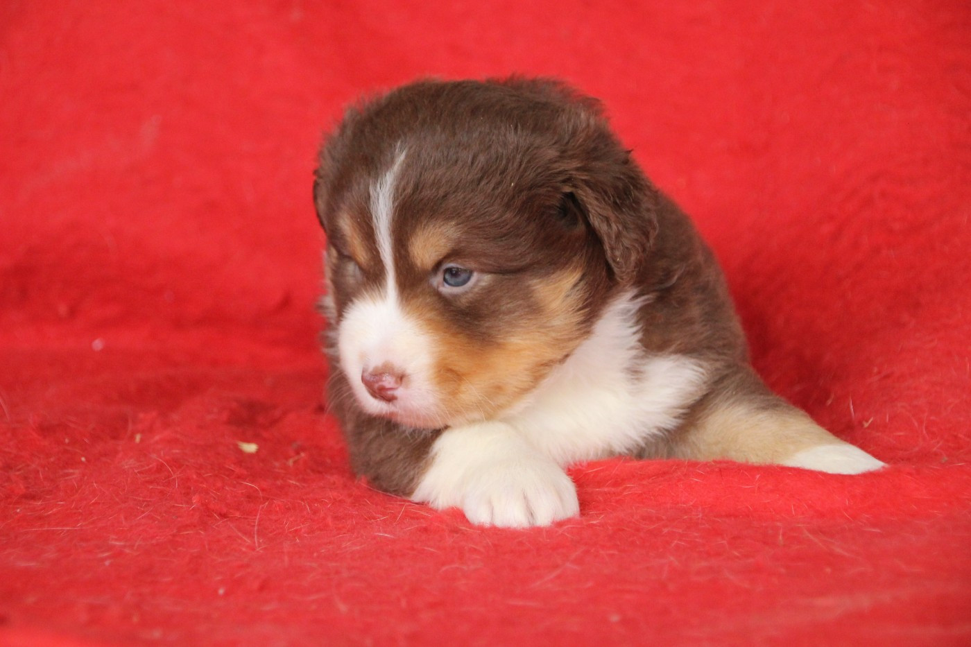 Des sources sacrees - Chiots disponibles - Berger Américain Miniature 