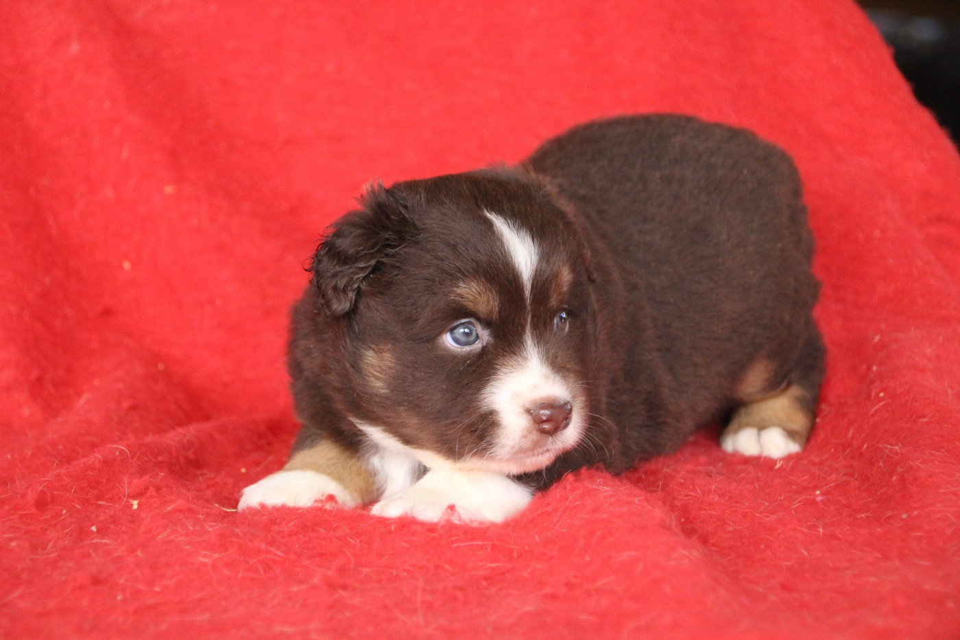 Des sources sacrees - Chiots disponibles - Berger Américain Miniature 