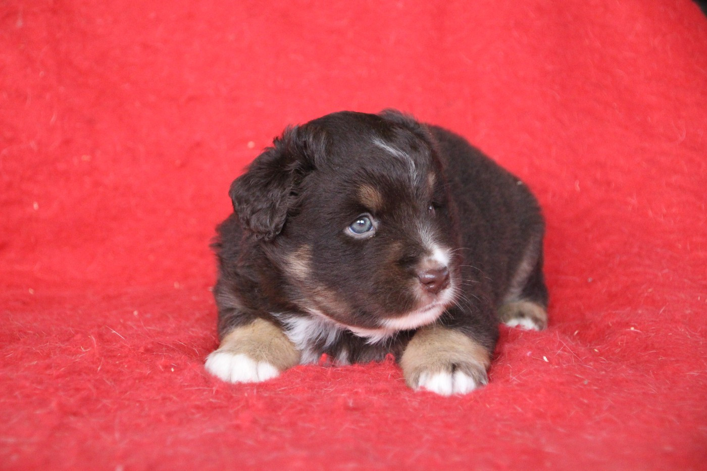 Des sources sacrees - Chiots disponibles - Berger Américain Miniature 