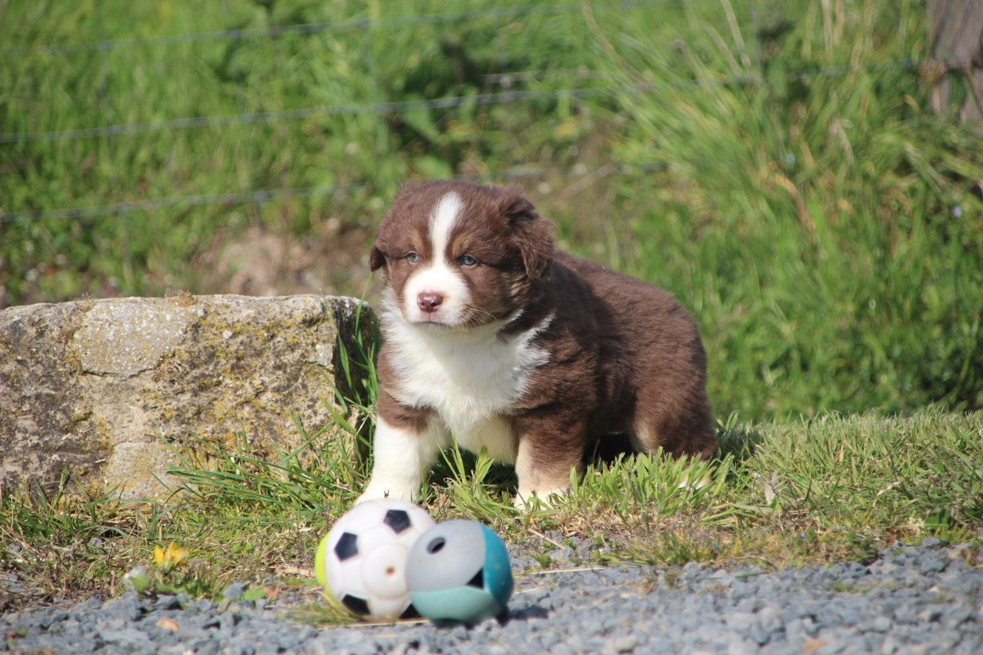 Des sources sacrees - Chiots disponibles - Berger Américain Miniature 