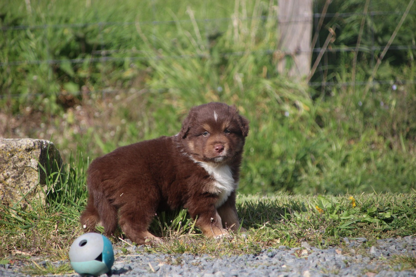 Des sources sacrees - Chiots disponibles - Berger Américain Miniature 