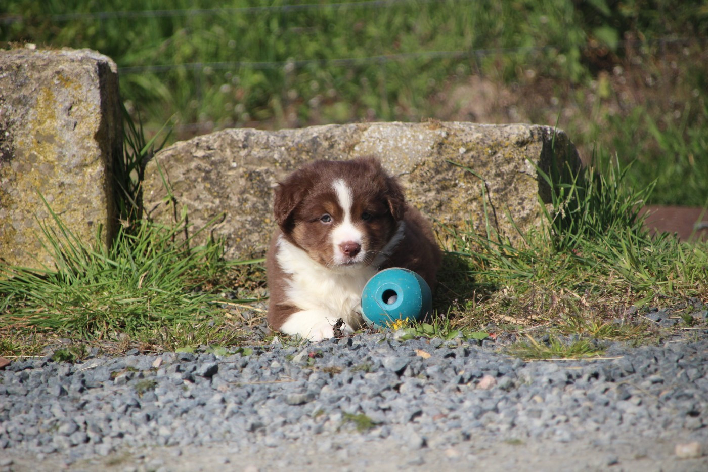 Des sources sacrees - Chiots disponibles - Berger Américain Miniature 